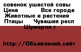 совенок ушастой совы › Цена ­ 5 000 - Все города Животные и растения » Птицы   . Чувашия респ.,Шумерля г.